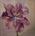 tn_Tulipano viola  80x80